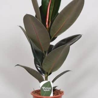 Ficus Elastica Abidjan - Ø17cm - ↕60cm