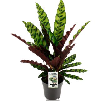 Calathea Lancifolia Insignis - Ø14cm - ↕45cm
