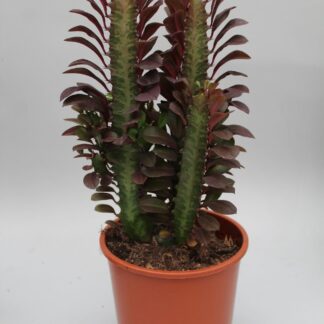 Euphorbia Trigona Rubra - Ø12cm - ↕40cm