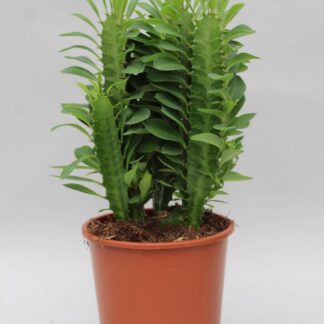 Euphorbe Trigona - Ø12cm - ↕40cm