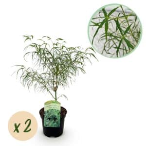 Green boutiQ - Plante de patio - Érable du Japon - Acer palmatum Koto-no-ito - Vert - 2 plantes - Caduc - Pot 19 cm Hauteur 70 cm
