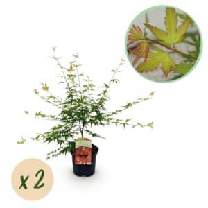 Green boutiQ - Plante de patio - Érable du Japon - Acer palmatum Pink Dwarf - Rose - 2 plantes - Caduc - Pot 19 cm Hauteur 70 cm