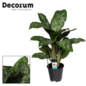 Aglaonema Feu Vert (Decorum) - Ø17cm - ↕60cm