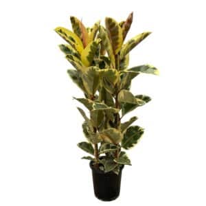Arbuste Ficus Elastica Tineke - 160 cm - Ø28 cm