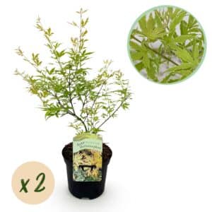 Green boutiQ - Plante de terrasse - Érable du Japon - Acer palmatum Methamorphosa - Vert - 2 plantes - Caduc - Pot 19 cm Hauteur 70 cm