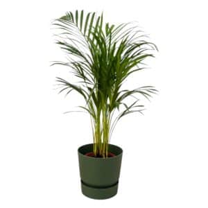 Palmier d'Areca - ↨85cm - Ø19cm incluant Elho Greenville Round vert D24xH23