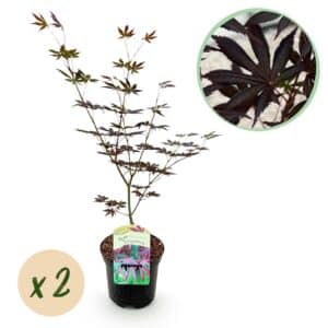Green boutiQ - Plante de terrasse - Érable du Japon - Acer palmatum Trompenburg - Violet foncé - 2 plantes - Caduc - Pot 19 cm Hauteur 70 cm