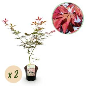 Green boutiQ - Plante de patio - Érable du Japon - Acer palmatum Sumi-nagashi - Rouge - 2 plantes - Caduc - Pot 19 cm Hauteur 70 cm
