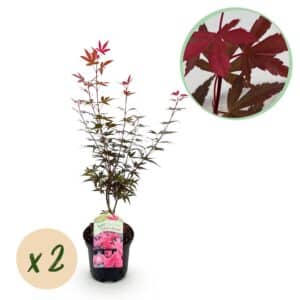 Green boutiQ - Plante de patio - Érable du Japon - Acer palmatum Skeetsers Broom - Violet - 2 plantes - Caduc - Pot 19 cm Hauteur 70 cm