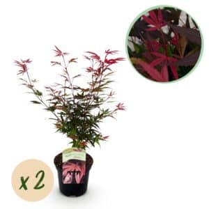 Green boutiQ - Plante de patio - Érable du Japon - Acer palmatum Shaina - Rouge - 2 plantes - Caduc - Pot 19 cm Hauteur 70 cm