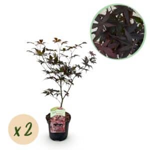Green boutiQ - Plante de patio - Érable du Japon - Acer palmatum Bloodgood - Rouge - 2 plantes - Caduc - Pot 19 cm Hauteur 70 cm