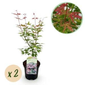 Green boutiQ - Plante de patio - Érable du Japon - Acer palmatum Phoenix - Rose - 2 plantes - Caduc - Pot 19 cm Hauteur 70 cm