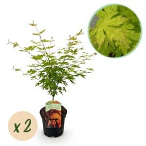 Green boutiQ - Plante de patio - Érable du Japon - Acer palmatum Orange Dream - Orange - 2 plantes - Caduc - Pot 19cm Hauteur 70cm
