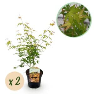 Green boutiQ - Plante de patio - Érable du Japon - Acer palmatum Katsura - Orange - 2 plantes - Caduc - Pot 19 cm Hauteur 70 cm