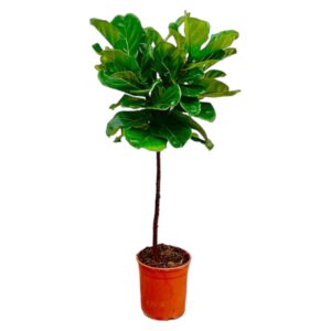 Tronc de Ficus Lyrata - 130 cm - ø24