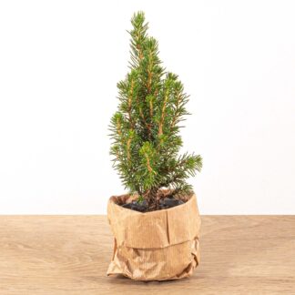 Sapin de Noël bébé - ↕15-20 cm - Ø 6 cm - Picea Glauca Perfecta