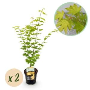 Green boutiQ - Plante de patio - Érable du Japon - Acer palmatum Jordan - Jaune - 2 plantes - Caduc - Pot 19 cm Hauteur 70 cm