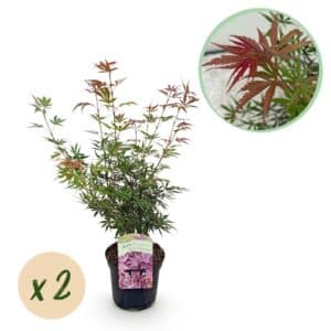 Green boutiQ - Plante de patio - Érable du Japon - Acer palmatum Jerre Swarts - Rouge foncé - 2 plantes - Caduc - Pot 19 cm Hauteur 70 cm