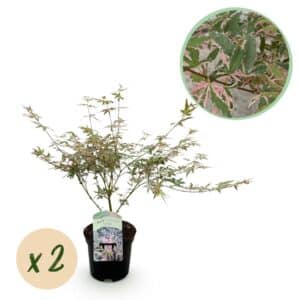 Green boutiQ - Plante de patio - Érable du Japon - Acer palmatum Iyoshi - Rose - 2 plantes - Caduc - Pot 19 cm Hauteur 70 cm