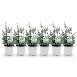 Green boutiQ - Plante de terrasse - Eucalyptus - Eucalyptus gunni - Gris - 6 plantes - Résistant à l'hiver - Pot 17cm Hauteur 40cm