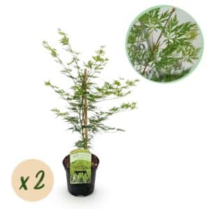 Green boutiQ - Plante de patio - Érable du Japon - Acer palmatum Emerald Lace - Vert - 2 plantes - Caduc - Pot 19 cm Hauteur 70 cm