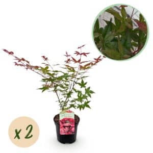 Green boutiQ - Plante de patio - Érable du Japon - Acer palmatum Beni Maiko - Rouge - 2 plantes - Caduc - Pot 19 cm Hauteur 70 cm