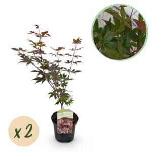 Green boutiQ - Plante de patio - Érable du Japon - Acer palmatum Atropurpureum - Violet - 2 plantes - Caduc - Pot 19 cm Hauteur 70 cm
