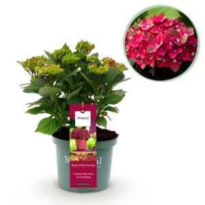 Green boutiQ - Plante de patio - Hortensia - Hydrangea Magical Teusday & Saphire - Rouge - 6-10 fleurs - Pot 23cm Hauteur 55cm