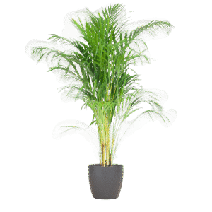 Areca Palm (Dypsis) avec Viber Grijs - 100cm - Ø21