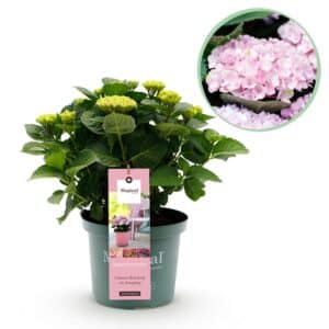 Green boutiQ - Plante de terrasse - Hortensia - Hydrangea Magical Revolution Pink - Rose - 6-10 Fleurs - Pot 23cm Hauteur 55cm