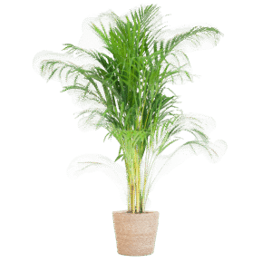 Palmier d'Aréca (Dypsis) avec panier Sofia naturel - 100 cm - Ø 21 cm