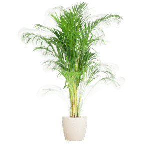 Palmier d'Aréca (Dypsis) avec Viber blanc - 100 cm - Ø 21 cm