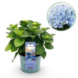 Green boutiQ - Plante de patio - Hortensia - Hydrangea Magical Revolution Blue - Bleu - 6-10 fleurs - Pot 23cm Hauteur 55cm