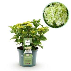 Green boutiQ - Plante de patio - Hortensia - Hydrangea Magical Nobless - Blanc - 6-10 Fleurs - Pot 23cm Hauteur 55cm