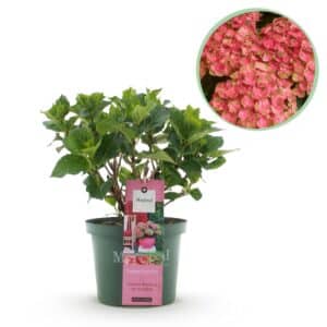 Green boutiQ - Plante de patio - Hortensia - Hydrangea Magical Green Fire - Rose Vert - 6-10 Fleurs - Pot 23cm Hauteur 55cm