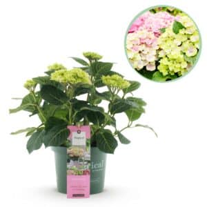 Green boutiQ - Plante de patio - Hortensia - Hydrangea Magical Jewel Pink - Rose - 6-10 Fleurs - Pot 23cm Hauteur 55cm