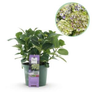Green boutiQ - Plante de patio - Hortensia - Hydrangea Magical Jewel Blue - Bleu - 6-10 Fleurs - Pot 23cm Hauteur 55cm