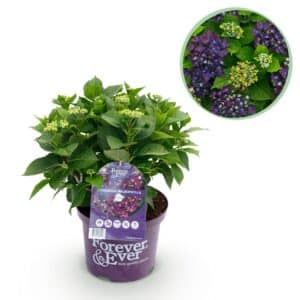 Green boutiQ - Plante de patio - Hortensia - Hydrangea Forever & Ever - Violet - 7-12 fleurs - Pot 23cm Hauteur 55cm