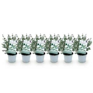 Green boutiQ - Plante de terrasse - Arbre d'eucalyptus - Eucalyptus gunni - Gris - 6 plantes - Résistant à l'hiver - Pot 14cm Hauteur 30cm