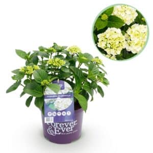 Green boutiQ - Plante de patio - Hortensia - Hydrangea Forever & Ever - Blanc - 7-12 fleurs - Pot 23cm Hauteur 55cm