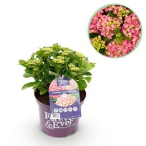 Green boutiQ - Plante de patio - Hortensia - Hydrangea Forever & Ever - Rose - 7-12 fleurs - Pot 23cm Hauteur 55cm