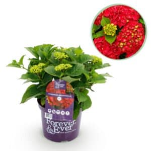 Green boutiQ - Plante de patio - Hortensia - Hydrangea Forever & Ever - Rouge - 7-12 fleurs - Pot 23cm Hauteur 55cm