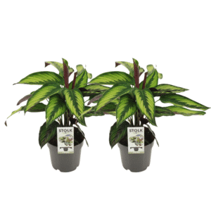 Calathea Majestica Princeps - 2 pièces - Ø14cm - ↕45cm