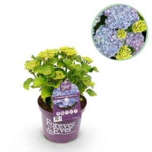Green boutiQ - Plante de patio - Hortensia - Hydrangea Forever & Ever - Bleu - 7-12 fleurs - Pot 23cm Hauteur 55cm