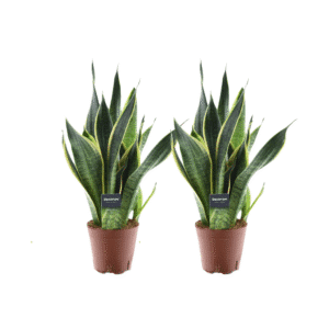 Sansevieria Futura Superba - 2 pièces - Ø14cm - ↕45cm