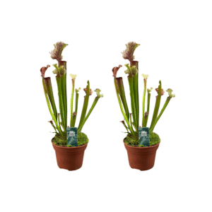 Sarracenia Judith Hindle - 2 pièces - Ø12cm - ↕30cm