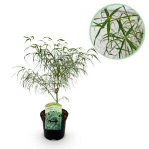 Green boutiQ - Plante de patio - Érable du Japon - Acer palmatum Koto-no-ito - Vert - 1 plante - Caduc - Pot 19 cm Hauteur 70 cm