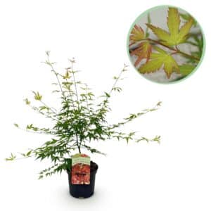 Green boutiQ - Plante de patio - Érable du Japon - Acer palmatum Pink Dwarf - Rose - 1 plante - Caduc - Pot 19cm Hauteur 70cm
