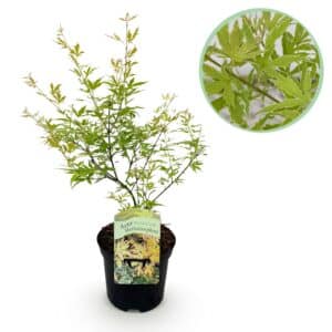 Green boutiQ - Plante de terrasse - Érable du Japon - Acer palmatum Methamorphosa - Vert - 1 plante - Caduc - Pot 19 cm Hauteur 70 cm