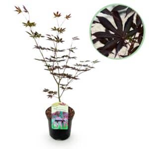 Green boutiQ - Plante de terrasse - Érable du Japon - Acer palmatum Trompenburg - Violet foncé - 1 plante - Caduc - Pot 19 cm Hauteur 70 cm